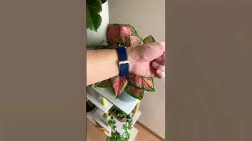 Seiko Tortoise SRPG15K1 on Juelong strap